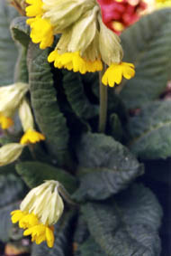 Primula veris ssp macrocalyx